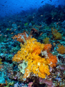 Diving Komodo. Canon S90. by Stephen Holinski 